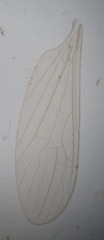 Cheilotrichia imbuta