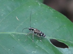 Glenea relicta