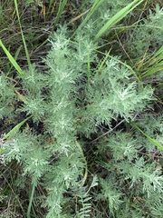 Artemisia macrantha