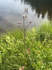 Cirsium
