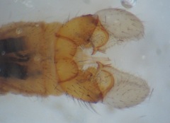 Dicranomyia didyma