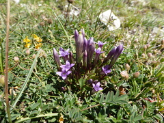 Gentianella columnae
