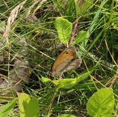 Coenonympha pamphilus