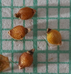 Rhynchospora globularis