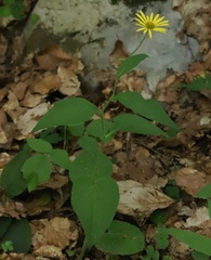 Doronicum austriacum