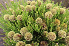 Brunia sphaerocephala