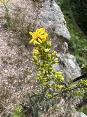 Hypericum perforatum