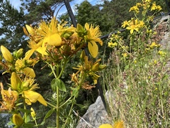 Hypericum perforatum