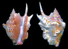 Latissistrombus taurus