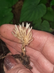Tremellodendropsidales