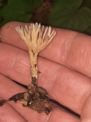 Tremellodendropsidales