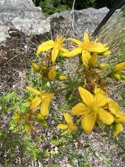 Hypericum perforatum