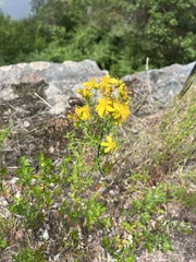 Hypericum perforatum