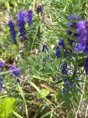 Vicia cracca