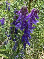 Vicia cracca