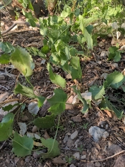 Acourtia nana