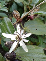 Passiflora bogotensis