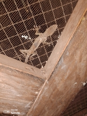 Gekkota