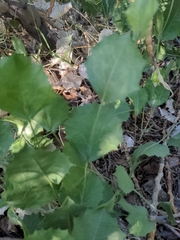 Acourtia nana