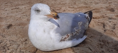 Larus argentatus