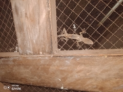 Gekkota