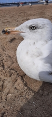Larus argentatus