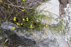 Aspalathus divaricata