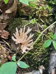 Tremellodendropsidales