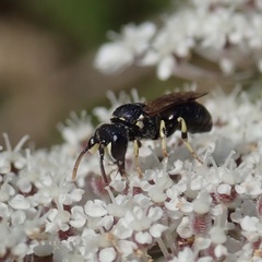 Hylaeus dilatatus