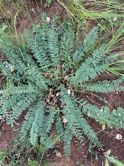 Astragalus wolgensis