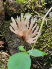 Tremellodendropsidales
