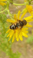Eristalis nemorum