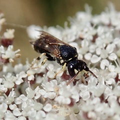 Hylaeus dilatatus