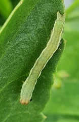 Acontia trabealis