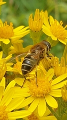 Eristalis nemorum