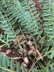 Astragalus wolgensis