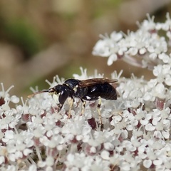 Hylaeus dilatatus