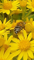 Eristalis nemorum