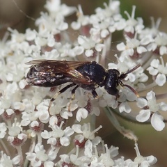 Hylaeus dilatatus