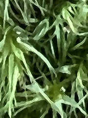 Dicranum