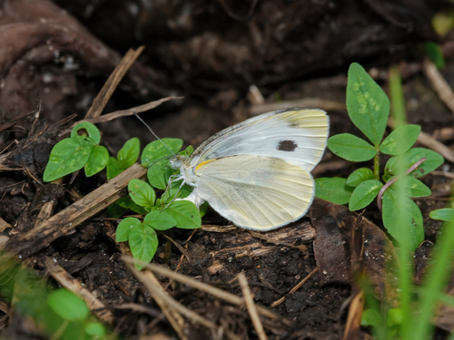 Indian Cabbage White photo 4
