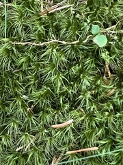 Dicranum
