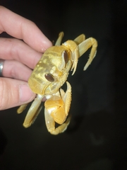 Ocypode convexa