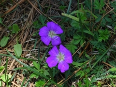 Geranium potentillifolium