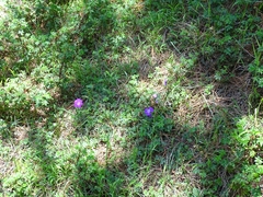 Geranium potentillifolium