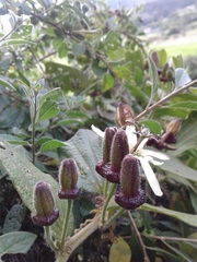 Passiflora bogotensis