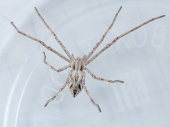 Rhysodromus ablegminus