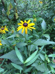Callilepis laureola