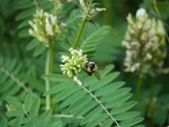 Bombus centralis