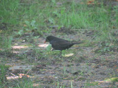 Turdus merula